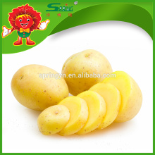 Fresh potato exporter high quality organic yellow potato